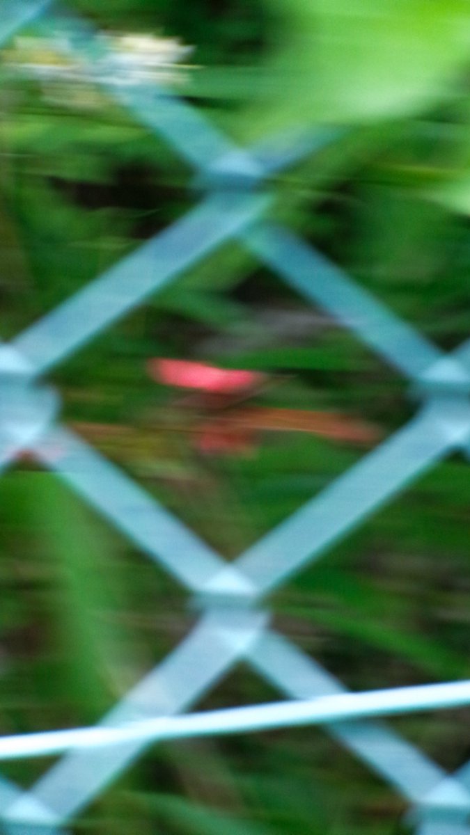 knt_0121_'s tweet photo. blur https://t.co/hDRq0vDzPL