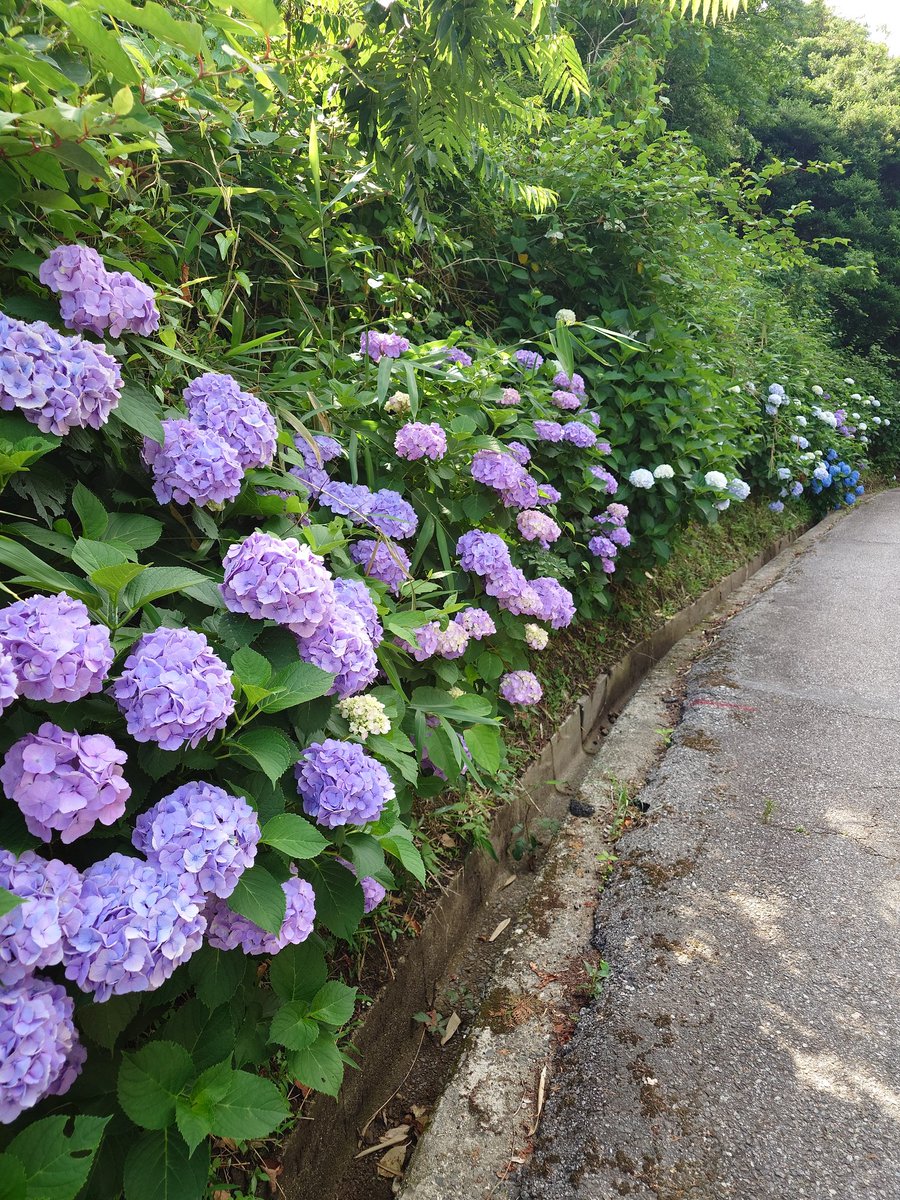 NervEvaRider's tweet photo. ふと···
6月→梅雨→あじさい→あじさいロード→三ヶ根山スカイライン→行くしかねぇだろ🏍️
てことで行ってきました(フッ軽
めちゃめちゃ、混んでた
第一見晴台は駐車場で渋滞 https://t.co/HtBRFhDT4w