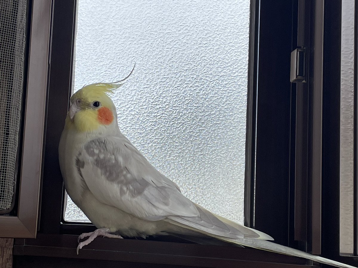 mi6fwFzdNgJpvFG's tweet photo. 【オカメインコを探しています】

2026年6月21日　15時頃
神奈川県横浜市港北区でオカメインコを逃してしまいました。

カラー：シナモンパール
性別：オス
年齢：３歳
足環：あり

警察には届けています。
保護してくださった方、見かけた方ご連絡いただけませんでしょうか。
宜しくお願いします🙇 https://t.co/u5QDDgCBIv