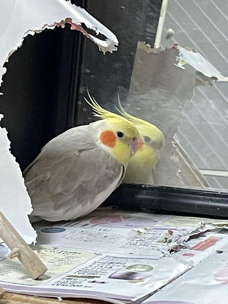mi6fwFzdNgJpvFG's tweet photo. 【オカメインコを探しています】

2026年6月21日　15時頃
神奈川県横浜市港北区でオカメインコを逃してしまいました。

カラー：シナモンパール
性別：オス
年齢：３歳
足環：あり

警察には届けています。
保護してくださった方、見かけた方ご連絡いただけませんでしょうか。
宜しくお願いします🙇 https://t.co/u5QDDgCBIv