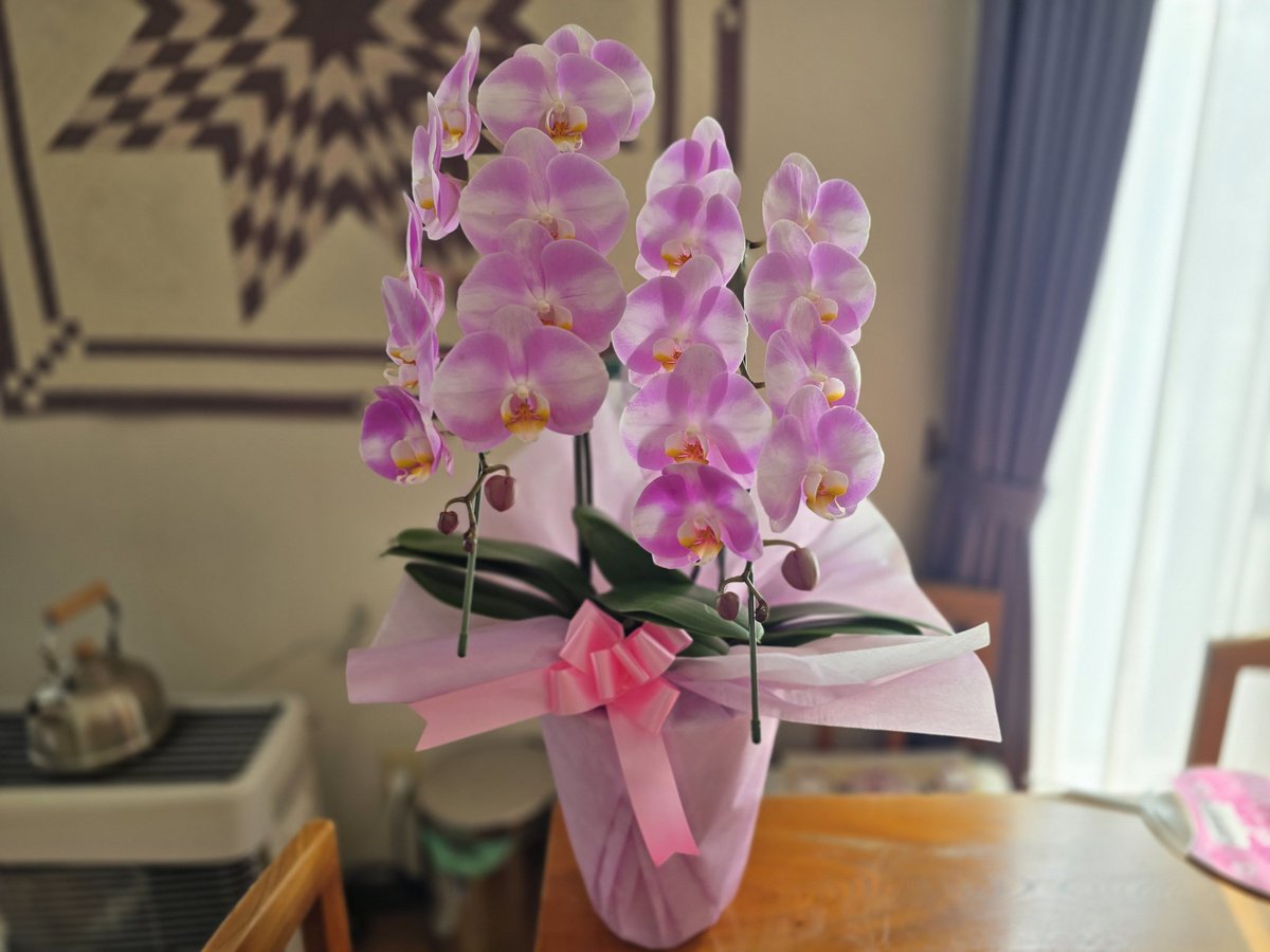 tensai_egg's tweet photo. 父の日、父親に胡蝶蘭。
毎年同じだけどそれでいいそうです。
#父の日
#胡蝶蘭 https://t.co/JfgQfl9sta