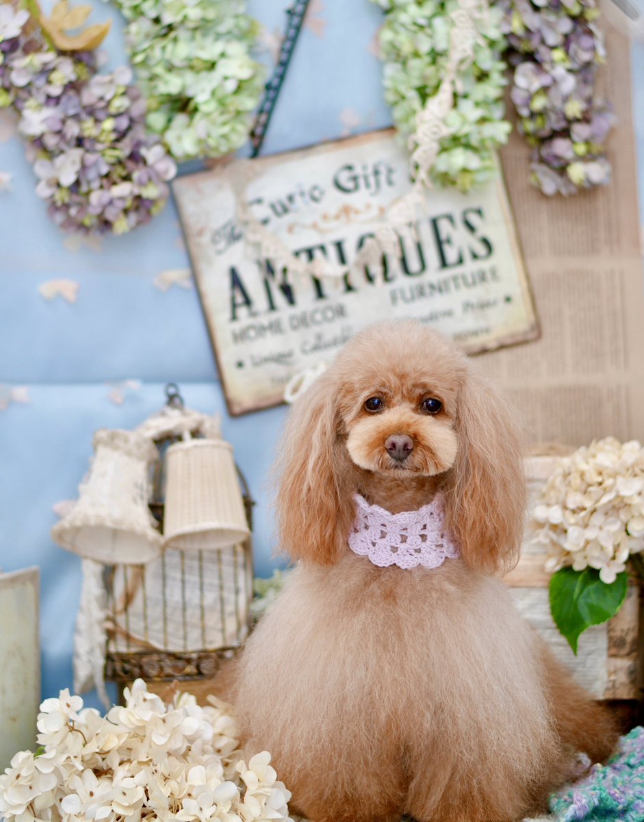nao1944's tweet photo. トリミング✂️頑張りました🐶

外ではとてもお利口みたい…
家ではとってもワガママなワンコです https://t.co/9PhjknoWtw