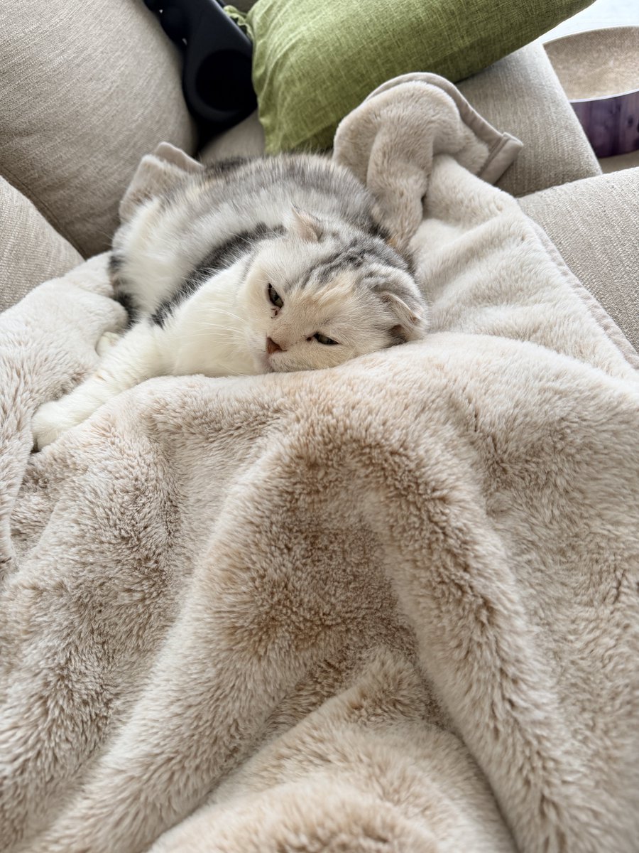 ayarosmith's tweet photo. ひざ掛け越しだけど久々のツーショットで嬉しい✨😭😭😭
(黒ちん潰され気味🤣w)

#ilovemycats  #cats  #ネコ  #ねこ  #猫 https://t.co/zzzjj3WDI4