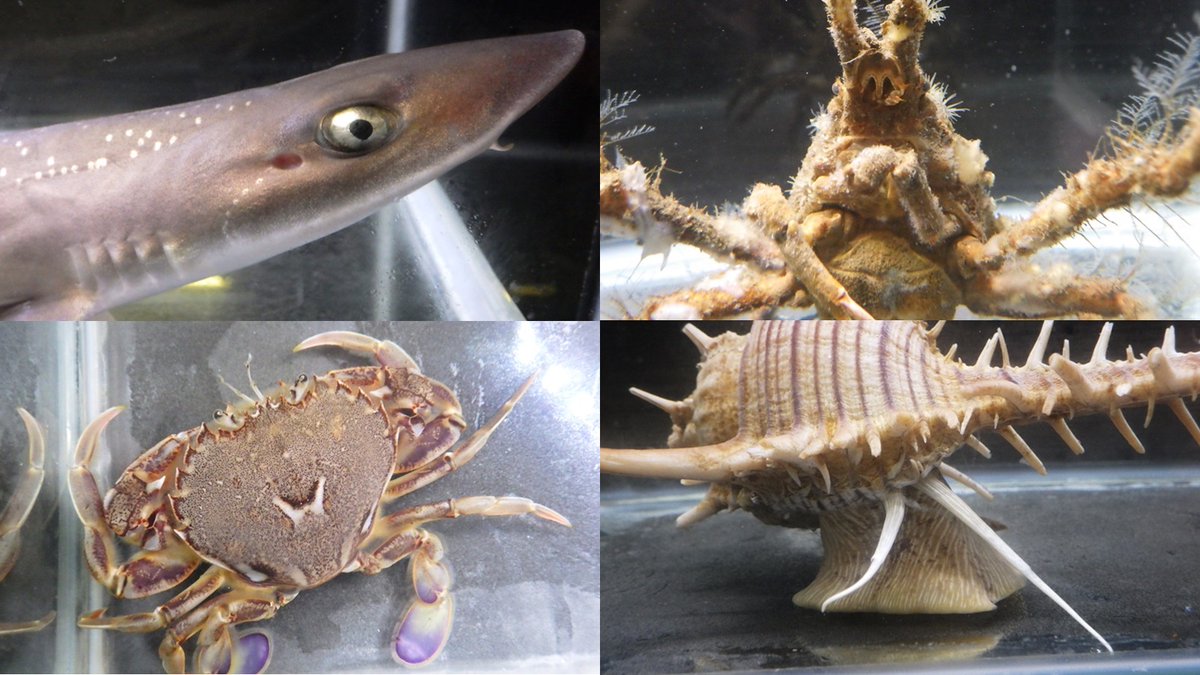 Elasmobranch_JP's tweet photo. 入荷情報！
今回も癖強な生体が入荷です！

ホシザメ ベビー　約25cm
ツノガニ　　　　甲幅約3cm　刺胞動物まみれ注意
ヒラツメガニ　　甲幅約5cm
アクキガイ　　　殻長約14cm

ホシザメは数年ぶりの入荷！
カラッパ類も少量追加あります！
お早目にどうぞ！
#海水魚 #海のいきもの
#カニ #サメ #生体 https://t.co/5OViM3SYbD
