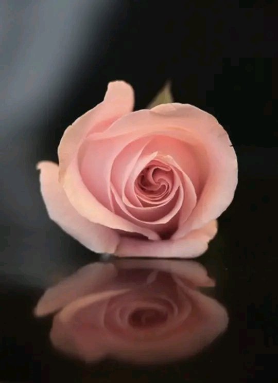 Behrooz438209's tweet photo. @Femme_fatale67 Ohhhhh, yesssss 🌹 🍓 😂 ♥️ ❤️ 😍 🌹 🍓 😂 ♥️ ❤️ 😍 🌹 🍓 https://t.co/uwNOyFCHaZ