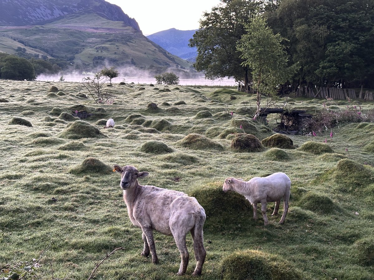 GlynPierson's tweet photo. Misty summer solstice sunrise at Llyn Nantlle today https://t.co/32MSUkLDjM