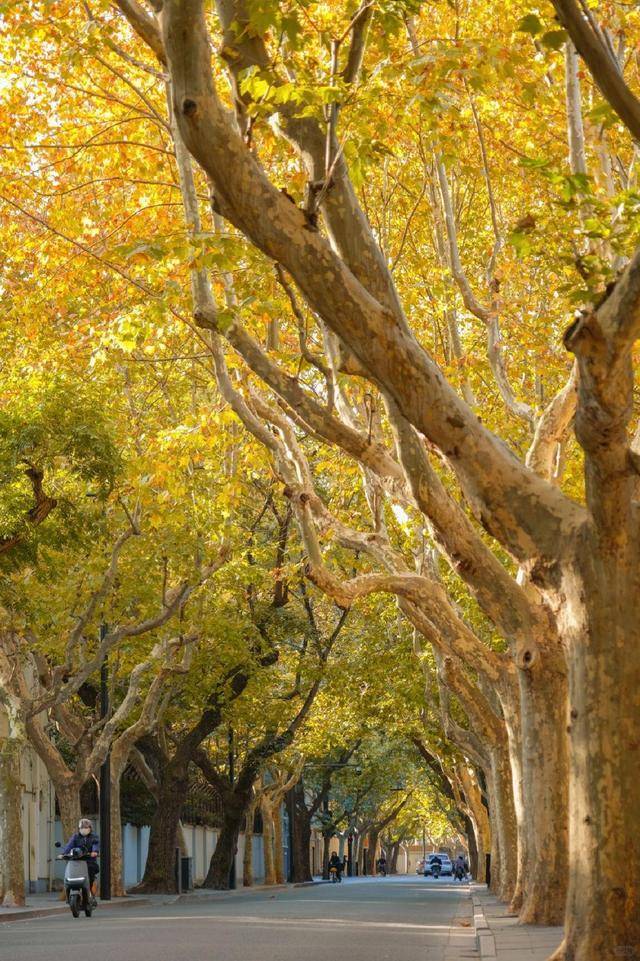F6OPbx9tCiTAzUp's tweet photo. Sunny autumn vibes make every walk feel like a warm hug https://t.co/siHCy58Vb4