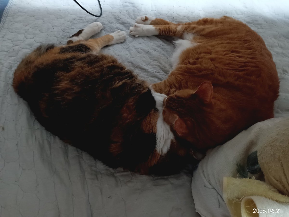 FOLKA0121's tweet photo. ハートマークとはいかんが、うちのニャンコ達が寝てたので撮った https://t.co/MwcIYp1icj