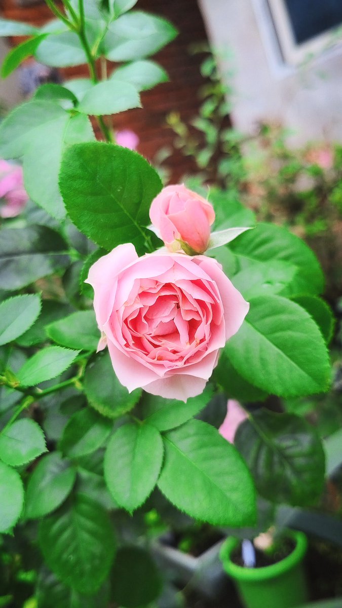 KirisawaZ77296's tweet photo. #TLを花でいっぱいにしよう
#写真好きな人と繋がりたい
#初夏の花 #バラ写真
Sonus Faber，國內譯名聖法斯貝爾/世霸 https://t.co/pX1pybRgOm
