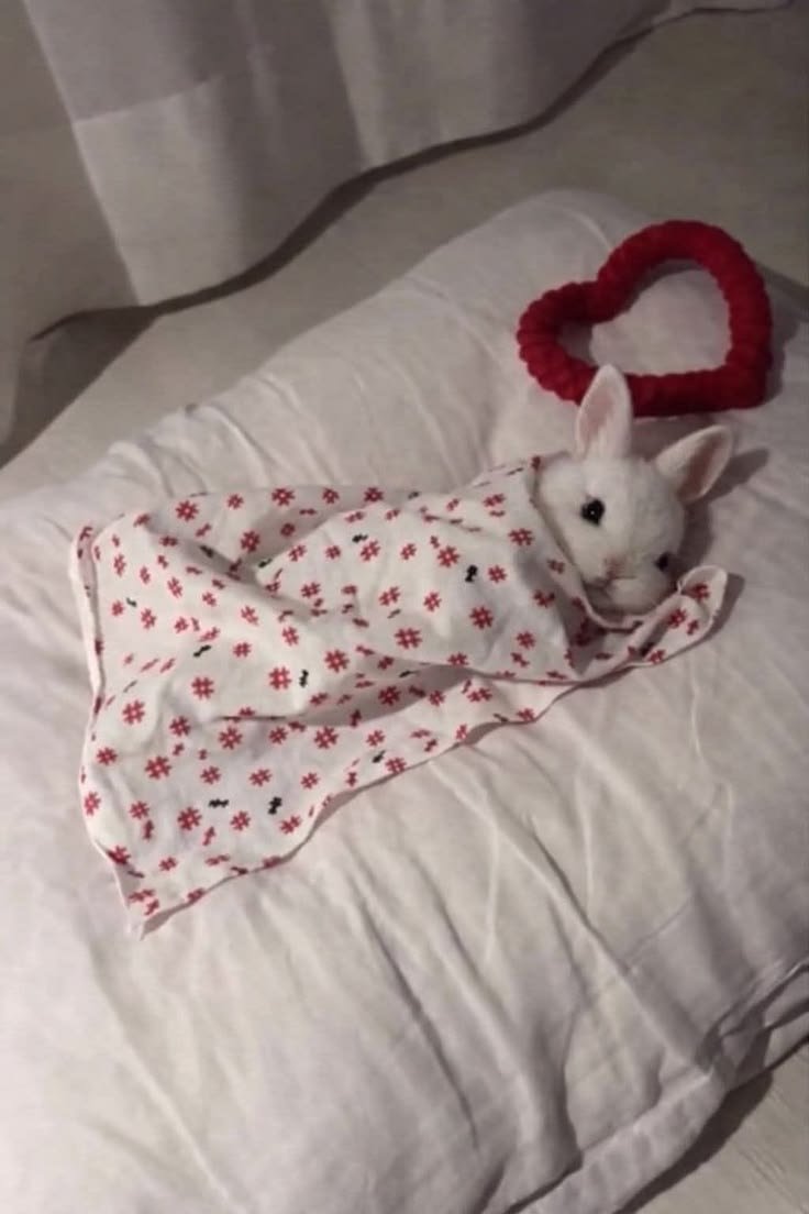 animalpopular9's tweet photo. Sleeping bunny! https://t.co/6V4zxc0yqZ