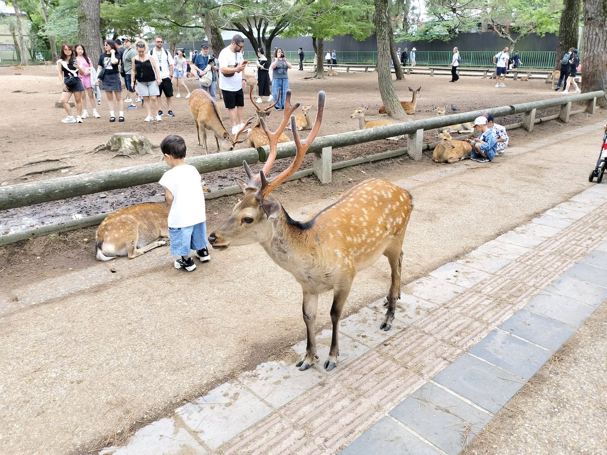 k_shimada's tweet photo. ついでに奈良公園 https://t.co/kBgdX5HvPa