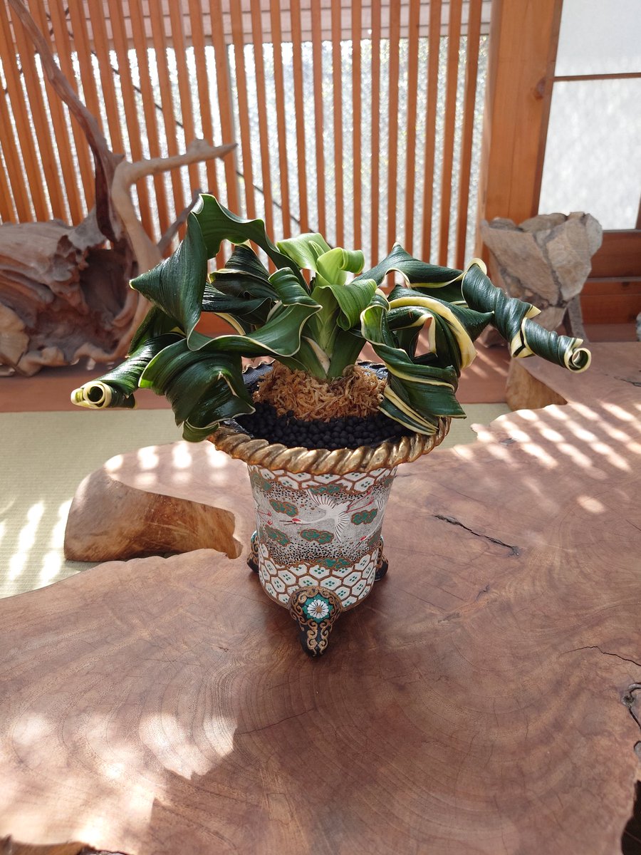 万年青　舞子獅子 万年青の舞子獅子(まいこじし)をおめかし