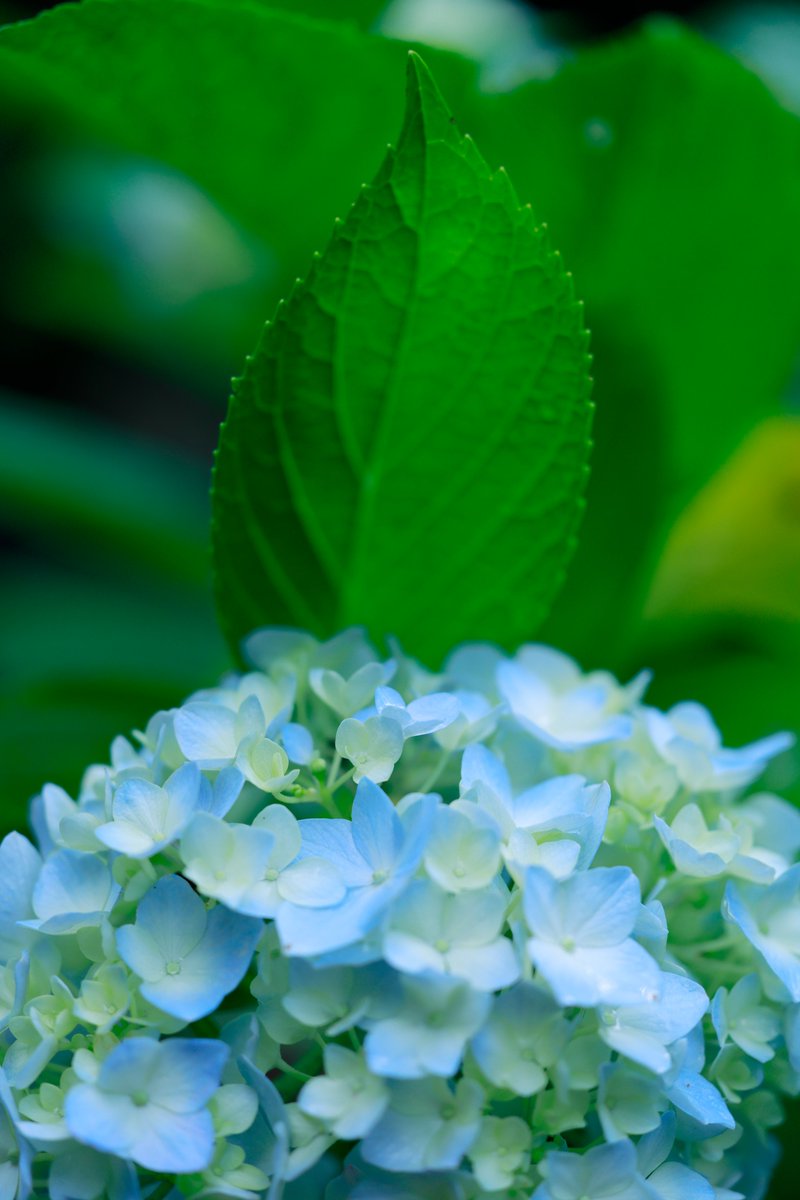 yoshilandscape's tweet photo. 梅雨入り🪷2026.06.21
RF100mm F2.8 L MACRO IS USM https://t.co/Joxhye3lYD