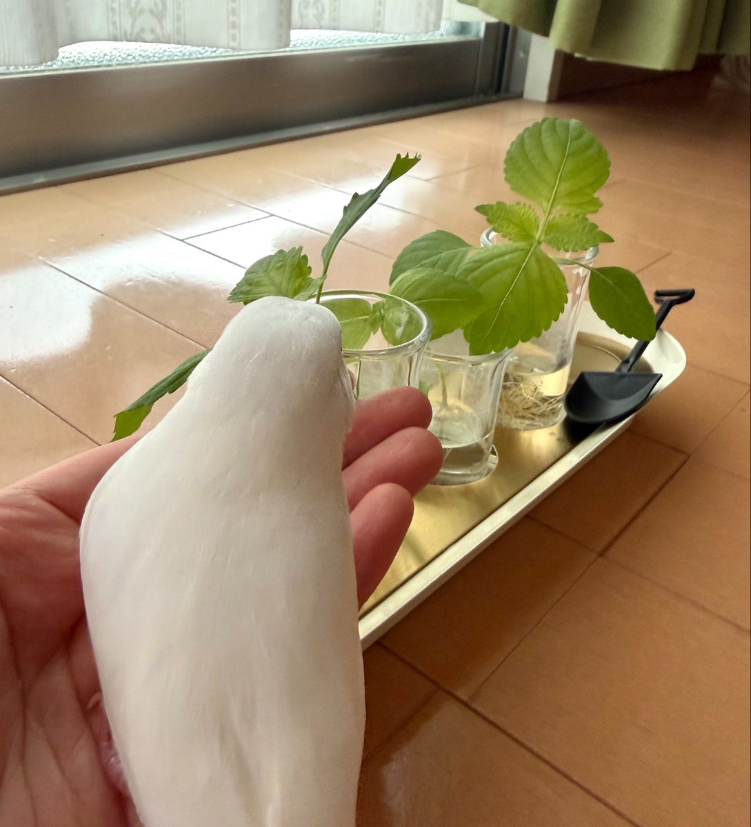 moimoibird's tweet photo. 育っているか確認 https://t.co/cVE3XTT1II