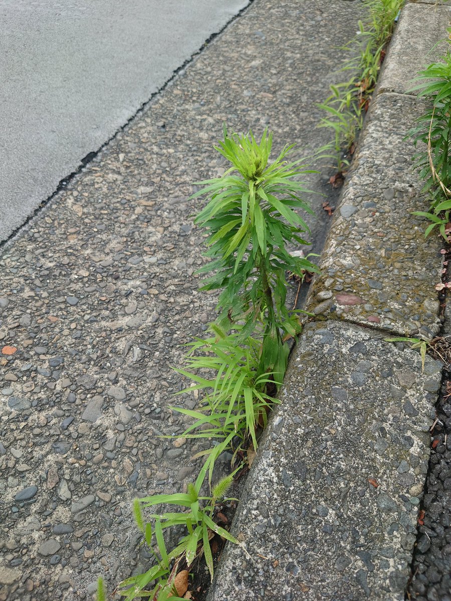 miro_bu's tweet photo. うちの庭に大量に生えてる雑草と同じのが原宿にも生えてた https://t.co/0156kpgEcn