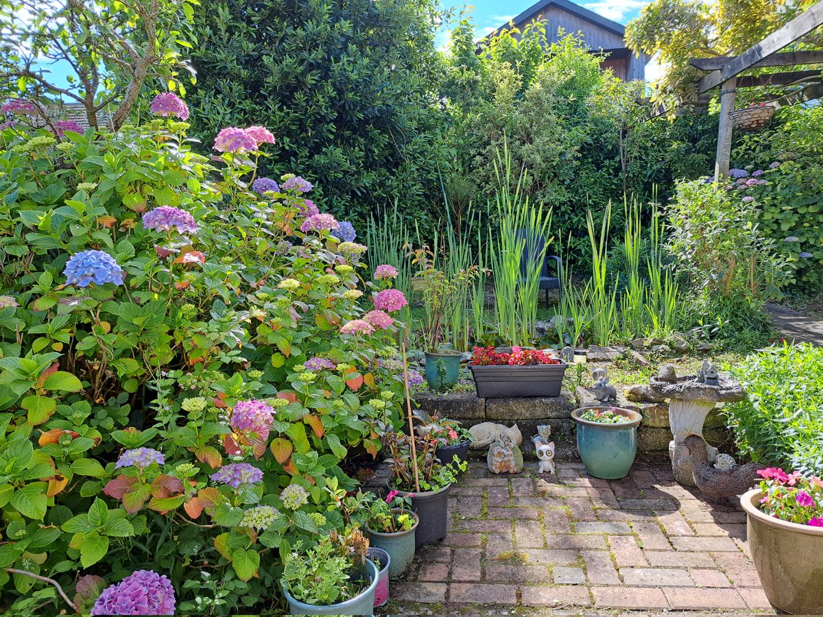 AccordionJen's tweet photo. My garden starting to look colourful 🌴 🌞 https://t.co/6nwSFHB59j