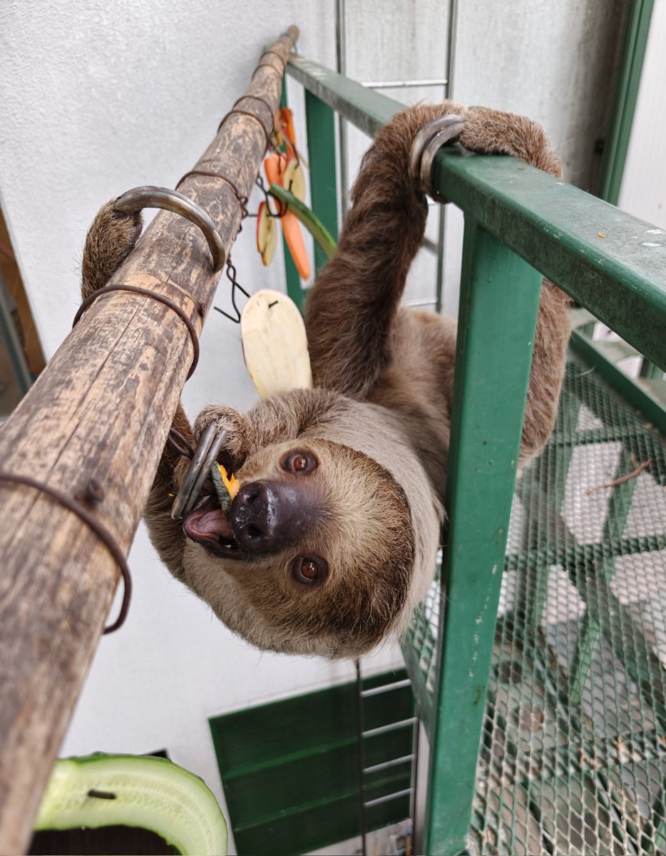 ナマケモノ研究所(The sloth research center)🦥 (@sametyphoon