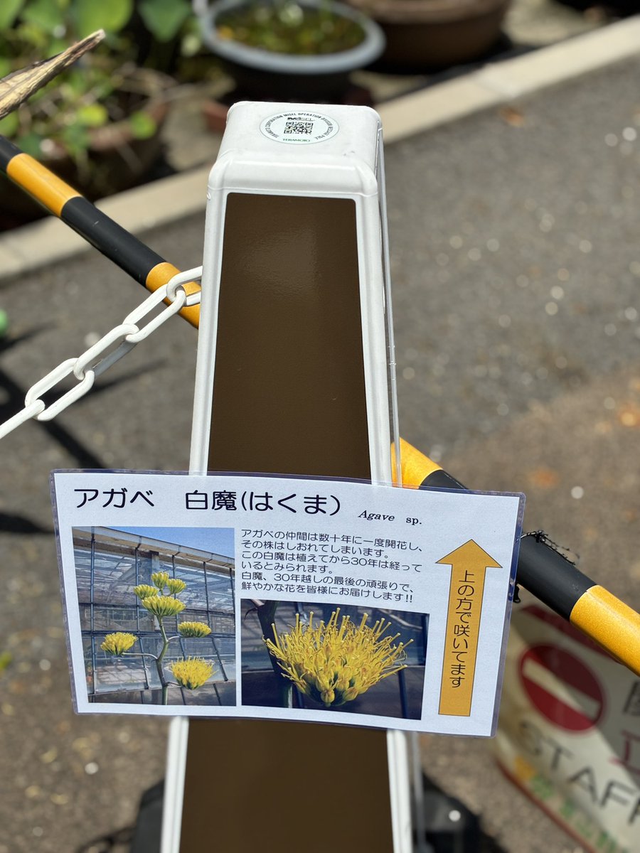 atruri's tweet photo. 30年ぶりの開花と聞きまして。
#東山動植物園 https://t.co/L9HCrQrkPC
