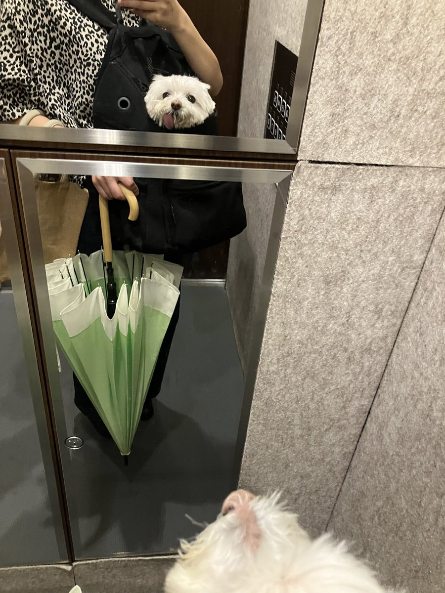 droboInu's tweet photo. リュックはいるの好きじゃないベロンチョ、蓋閉めさしてくれないので仕方なしの頭出しスタイル（ここはワンちゃん抱っこでオッケーな場所です） https://t.co/D4alFgKGLO