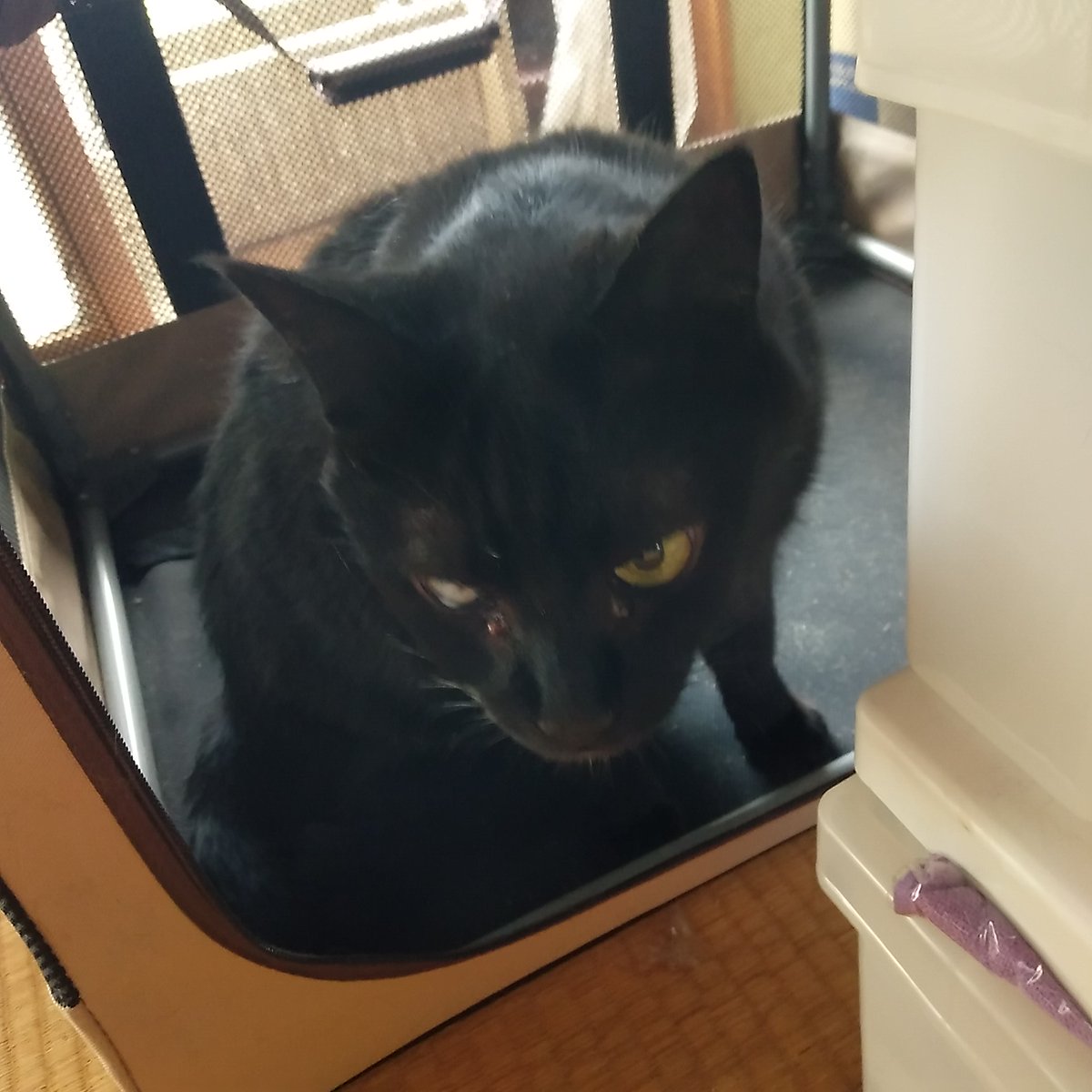iri9gohan's tweet photo. 自主的に避難訓練する黒猫
龍ちゃん、かちこい💞

ねこ、かわいいね！ https://t.co/v4eUEpBR17