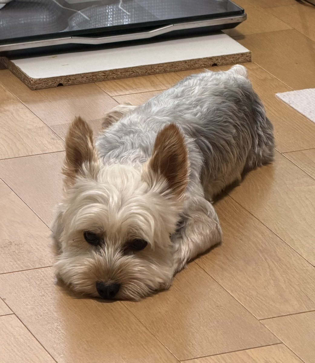 pm405's tweet photo. 退屈なピー助、食後3時間経過したので散歩解禁。
#ヨークシャーテリア #ヨーキー #犬のいる生活 https://t.co/g9cBe2gvZc