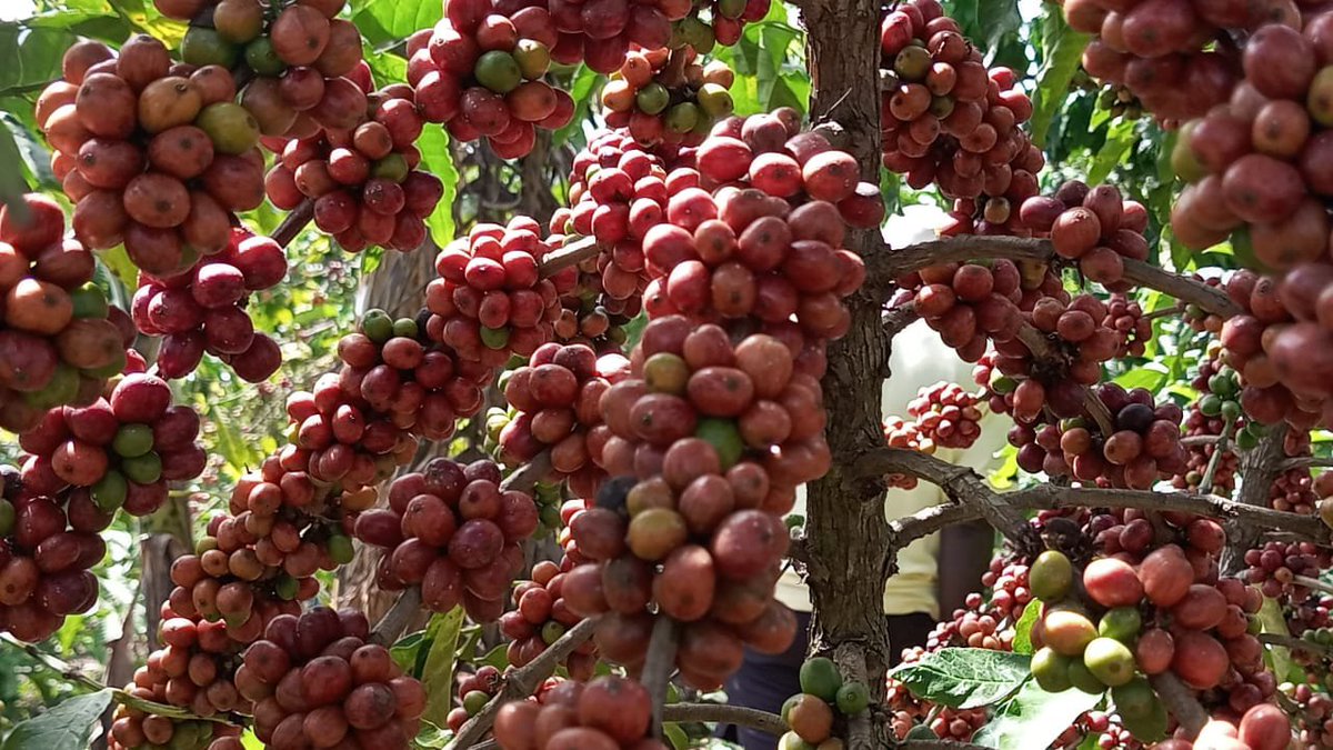Oriku63457026's tweet photo. Coffee berries are picking prices nicely.
Here at my village , thieves come at night to harvest on your behalf while you are a sleep.
Wewe unaamka asubui unapata mazoa ya shamba yalienda.
Then wanauza hapa kwa barabara middle men at 60/- per kilo . https://t.co/FEFee7015Z