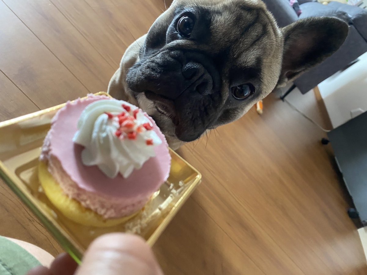 BillysOnebee's tweet photo. 1歳おめでと
すぐ腹下すから犬用のちっちゃいケーキ https://t.co/joegcOUIwK