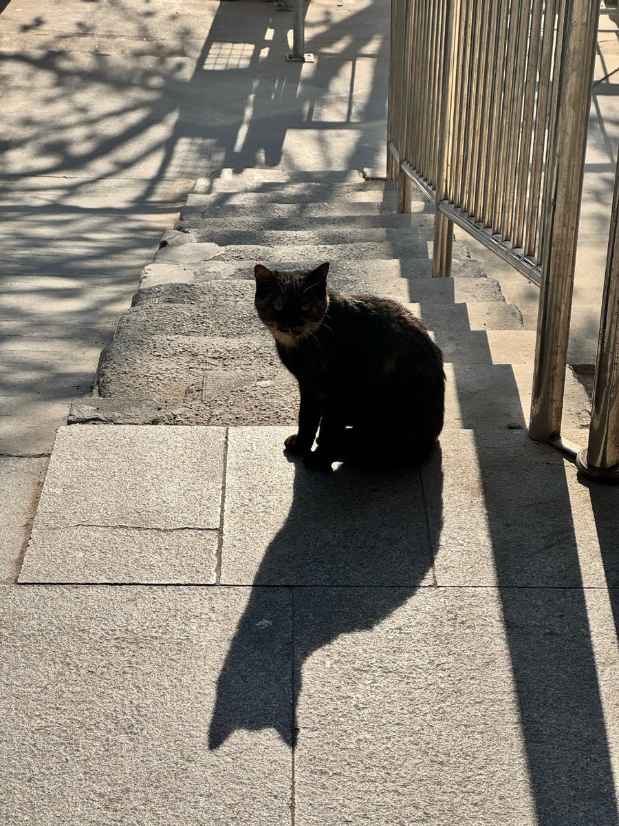 Majsjsjd1's tweet photo. Caught a moment that feels like a soft, sun-dappled hug on a quiet side street today – the kind of small, warm detail that makes city walks worth it. https://t.co/YMOmjPB52k