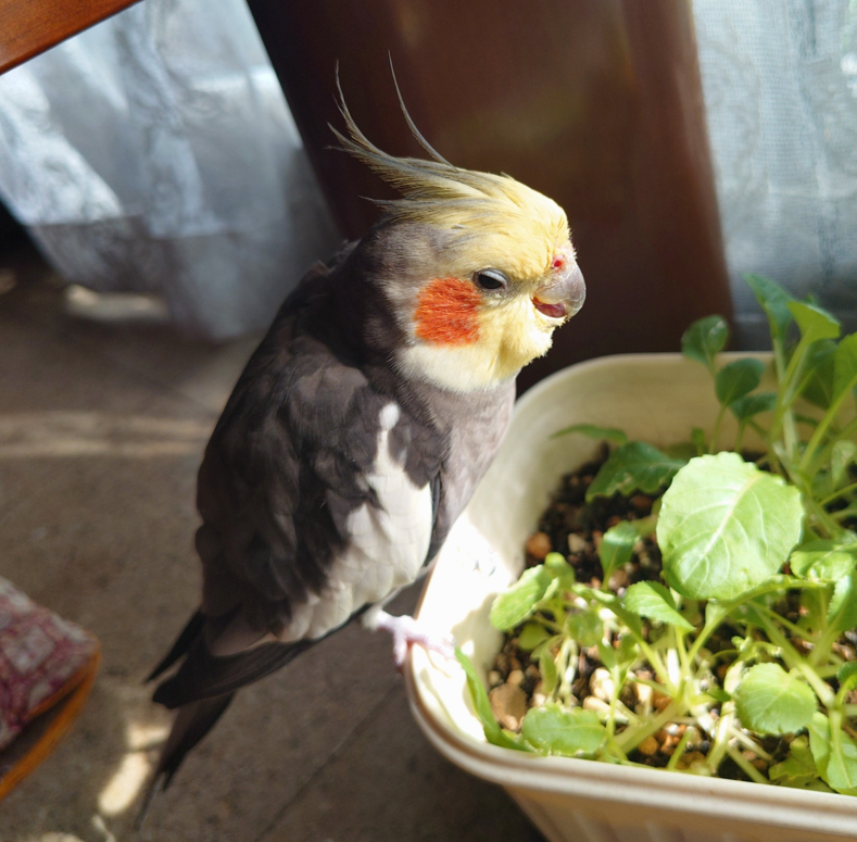Peridot114554's tweet photo. 6月15日がオウムとインコの日だったと知って、うちにいるオウムの仲間だけどインコって名前の付いた種族のひとの画像を貼ってみます🐤

鳥さま28回目の夏のはじめ、お薬が欠かせない感じになったけど日々楽しそうにしてます(*´ｰ`*) https://t.co/gvB8Lq8cDX