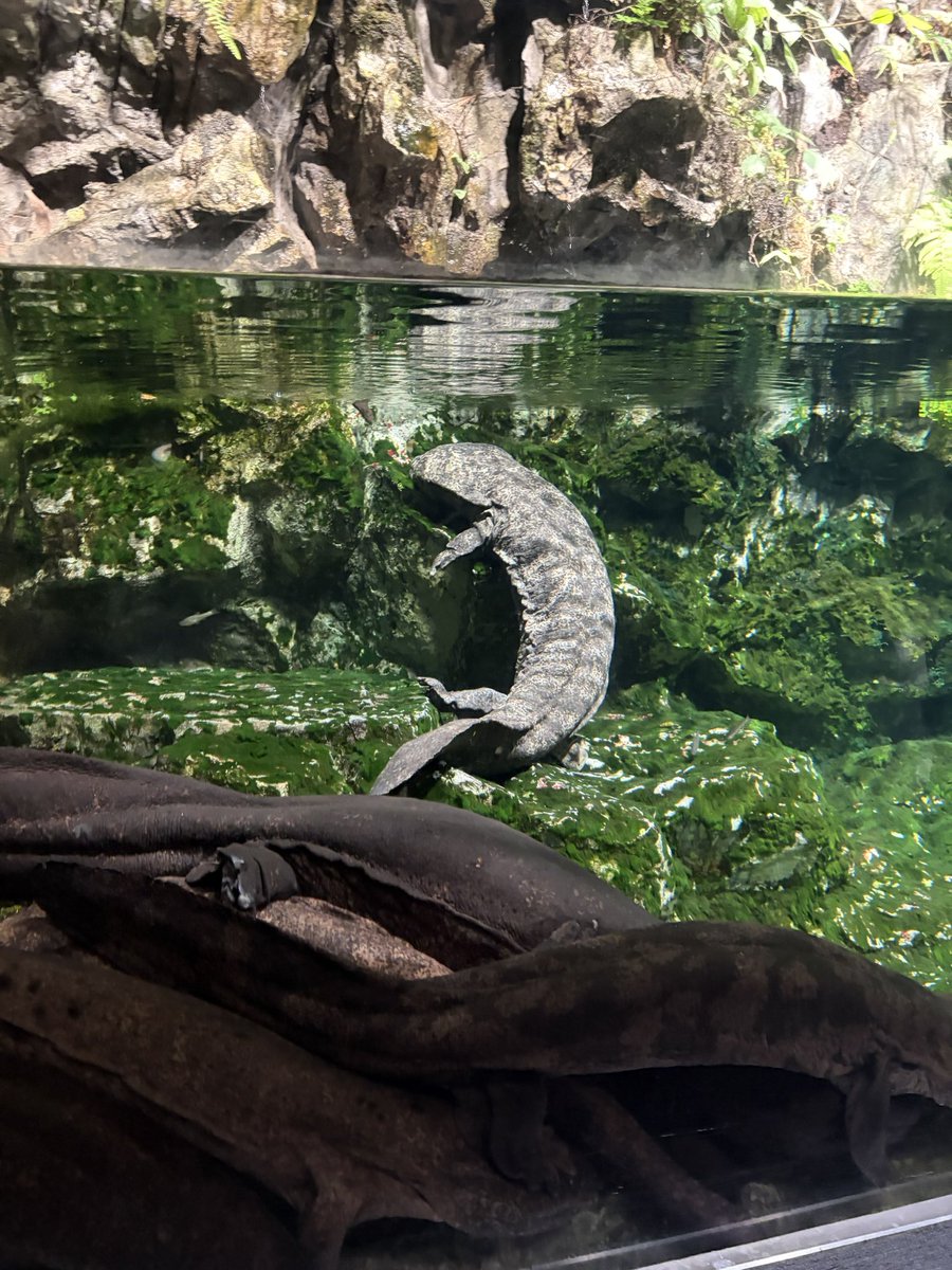 nn_ymnv's tweet photo. @saken_1r0 くんと植物園＋水族館に行ってきた✌️
めっちゃ良い休日になった！！ https://t.co/IZFmERsYZJ