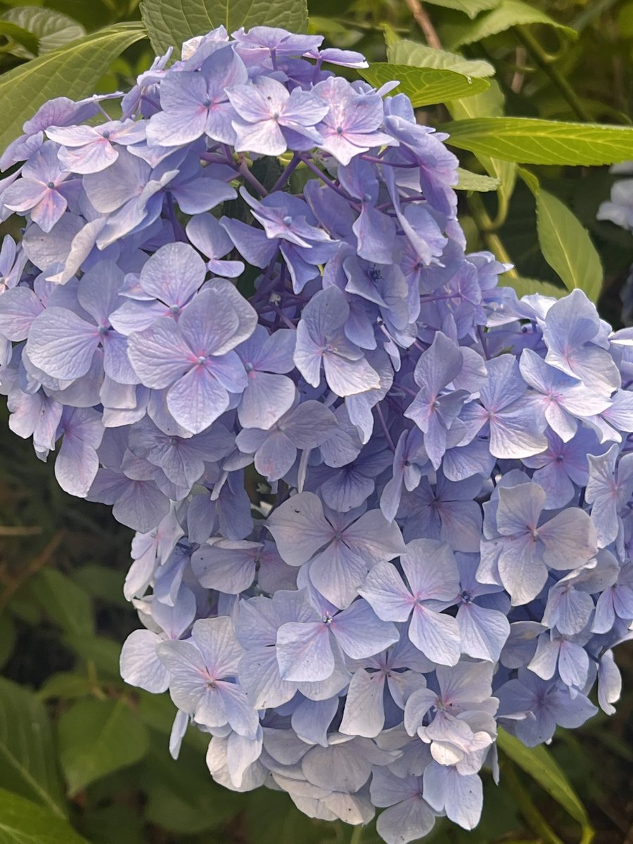 mopomaple1's tweet photo. ミートソースバーガーと紫陽花 https://t.co/PU1WAJJyZN