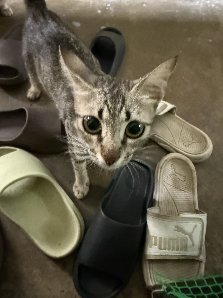 chsannn_'s tweet photo. Saya gunakan semula dana yg sepatutnya digunakan untuk hantar mommy ni together dengan anak dia ke foster tapi terpaksa cancel sebab anak dia orang curi

TNR Rm130
Deflea Rm55
Total Rm185

Dana terkumpul Rm105
Dana masih diperlukan Rm80

Rm1 pon boleh asalkan ikhlas. Qr dibawah https://t.co/X2JBfLRBVK
