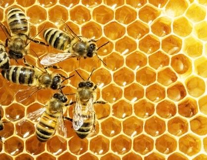 InterestingSTEM's tweet photo. Humans aren't the only species with sense for numbers. 

Honeybees can count up to four and, in experiments, even treated a blank display as “less than one,” showing an understanding of zero. https://t.co/s8BKarCo7B