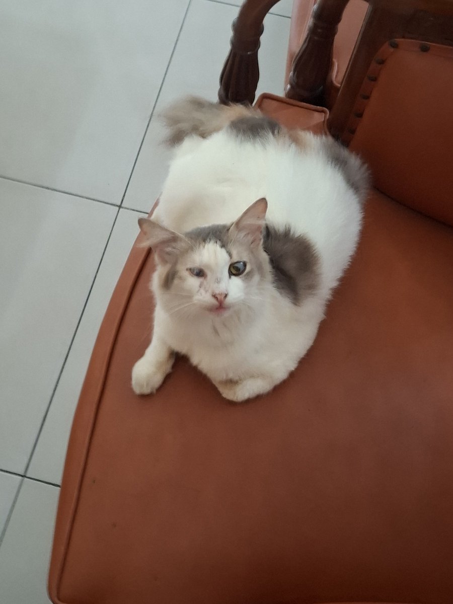 trialvianaa's tweet photo. Ga pernah sekangen ini sama kucing gua yg ini, rasanya masih sedih liat dia mati, padahal dah beberapa bulan yg lalu, tapi kerasa bgt kehilangan nya https://t.co/rKlpID2vEq
