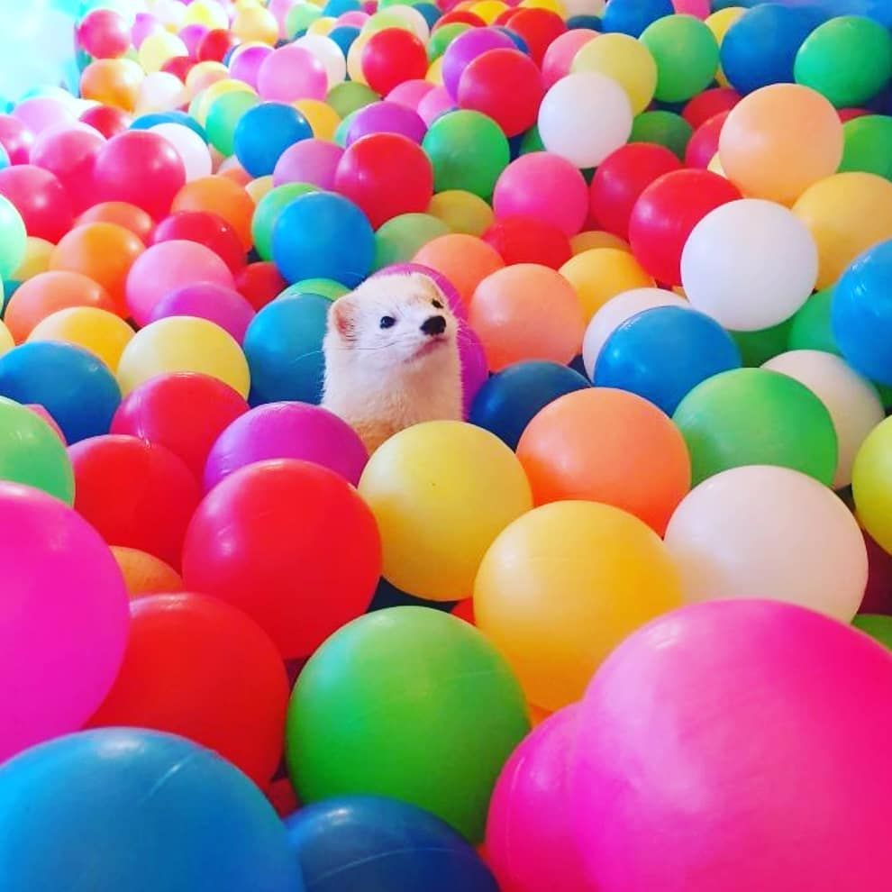 FerretPerHour's tweet photo. https://t.co/lLNPXf1a9E