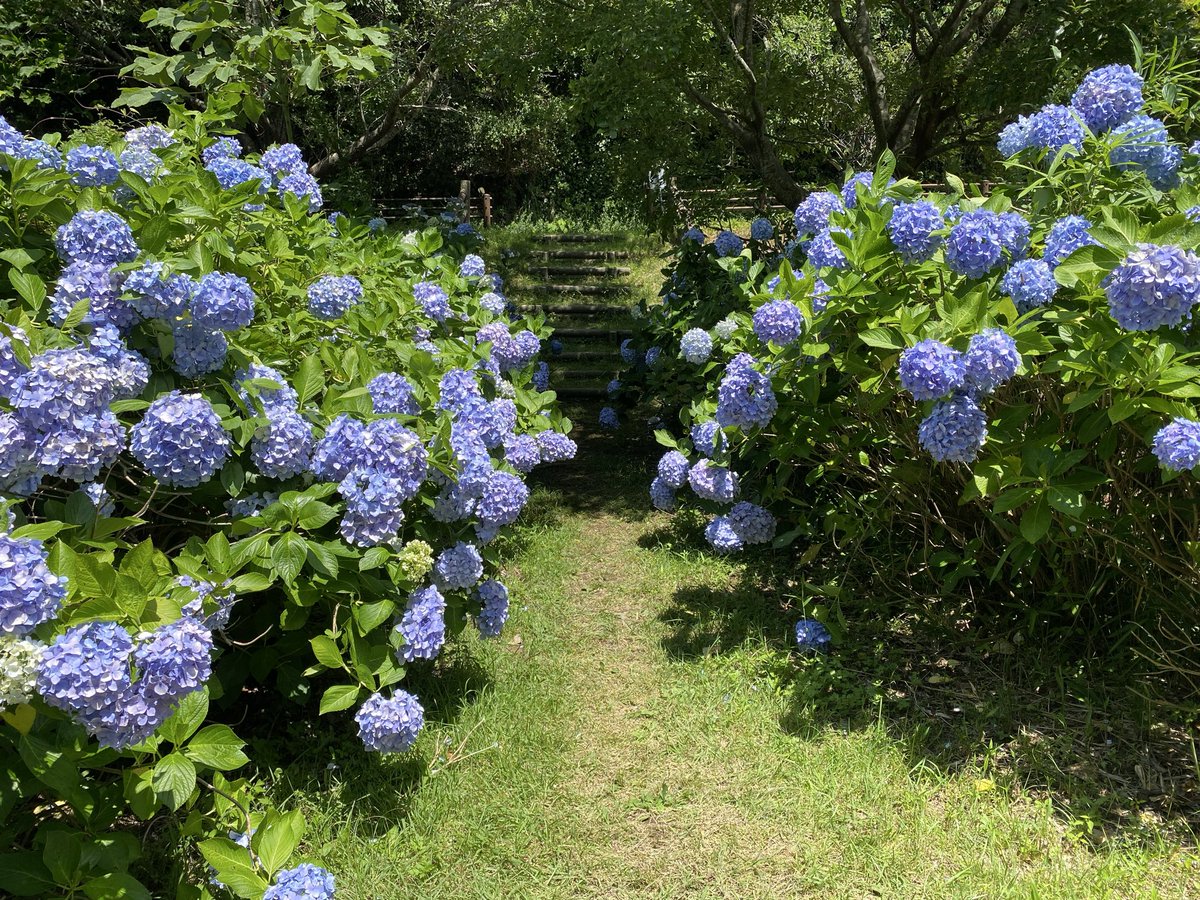 ameri1110's tweet photo. 加太の森林公園へ行って
大好きな紫陽花の写真を撮ってきました
どの紫陽花もかわいい💙💜
今日はかなり暑かったので
帽子と日傘で対応(;´ д`)
これからだんだん暑くなると困るなぁ😥
ホットフラッシュもあるし
特に首から上が暑くなるのに😩
いっそのこと何も被らないほうが
涼しいんだけど…🙄 https://t.co/BmCMU4kEXD