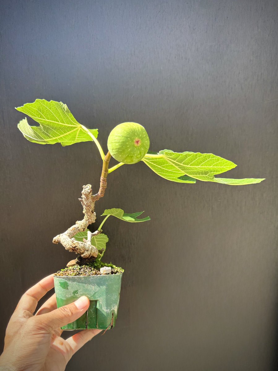 bonsaiseasons's tweet photo. だいぶ大きくなったはる。
翔け✨
 #盆栽 #小品盆栽 #盆栽初心者 #bonsai #いちじく https://t.co/aSsUgYY6bU