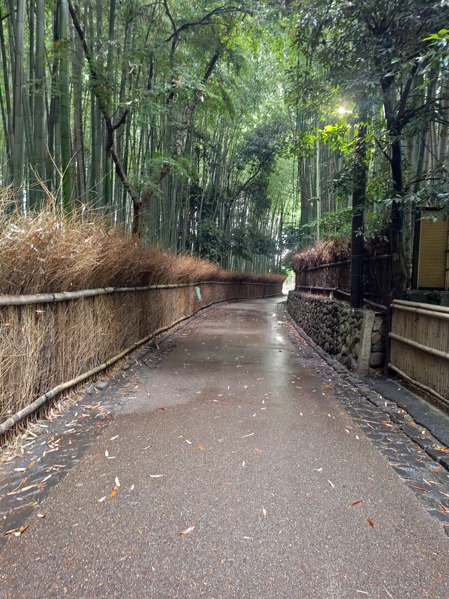 hitomihcx's tweet photo. Bamboo Road/竹林の小径/2026.06.20
#Kyoto #京都 #arashiyama #嵐山
#BambooGrove #竹林
#BambooRoad #竹林の小径
#NearbyBambooGrove #近所の竹林
#hydrangea #紫陽花 #アジサイ https://t.co/PI7ljWJbHH