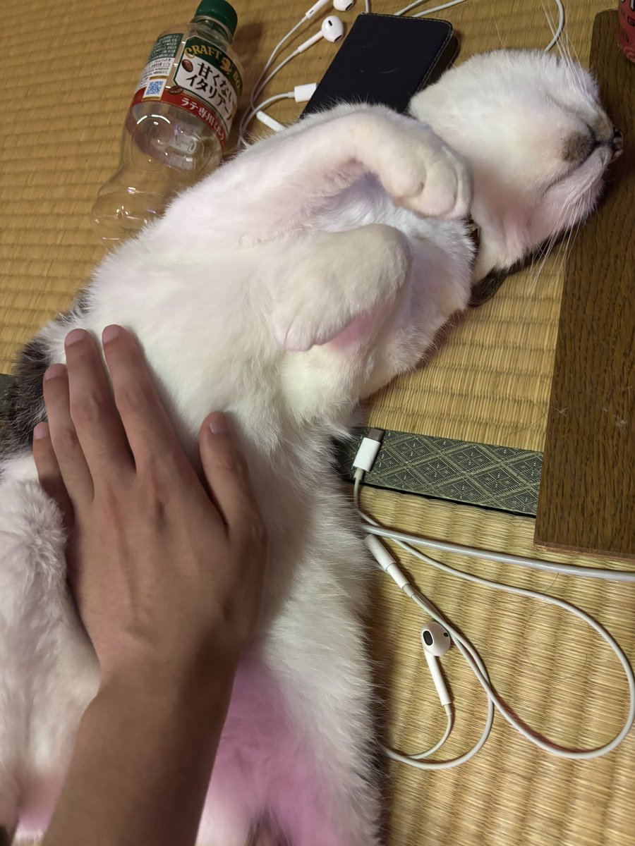 arle2051's tweet photo. あらかわいい https://t.co/fcYFRZYaSB