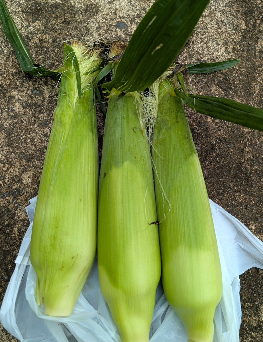 dateholic_k's tweet photo. 先週のリベンジ！あっちゃん農園のドルチェドリーム🌽今日は買えた！やっぱり朝採りだから新鮮だし、めちゃくちゃ甘くて美味しい！！ここのを食べたら他のは食べられないね😁
その後は 肉増しまぜそば食べて、筑波空へ恒例のコース🚗³
 #あっちゃん農園   #燦虎
 #筑波海軍航空隊記念館 https://t.co/Tf2Gxngufo