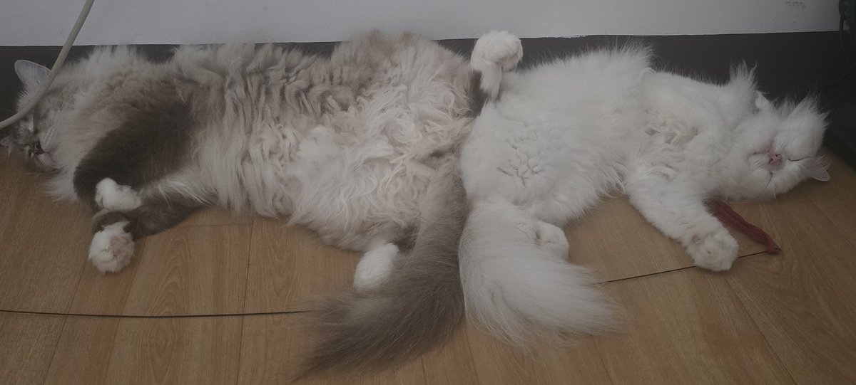 Caphzyel's tweet photo. You would actually think they dislike one another pag playtime nila pero once in a while they do this shit. My kids 😭😭😭

(And yes, tinungtungan pa ng paa talaga ni Yohan si Dinah) https://t.co/EB3vohkS2g