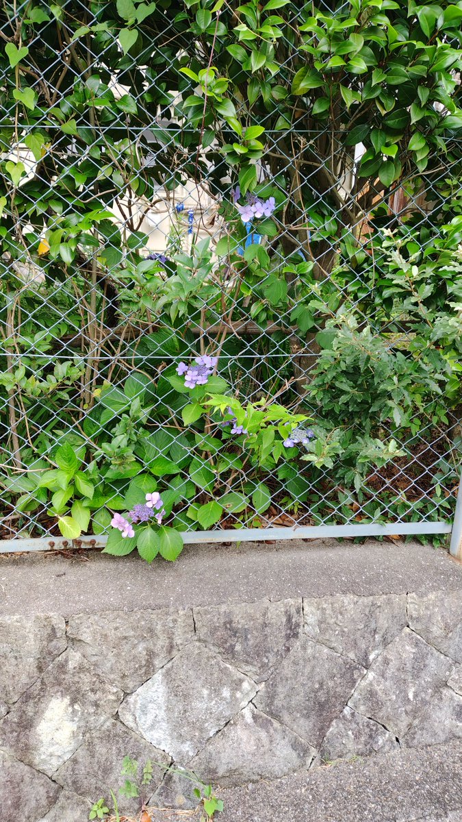 MrBlueCross's tweet photo. 6月21日
兵庫県神戸市西区
近所の紫陽花　その5
#デシンジャー紫陽花フォト2026 https://t.co/Quy8F3EH3G