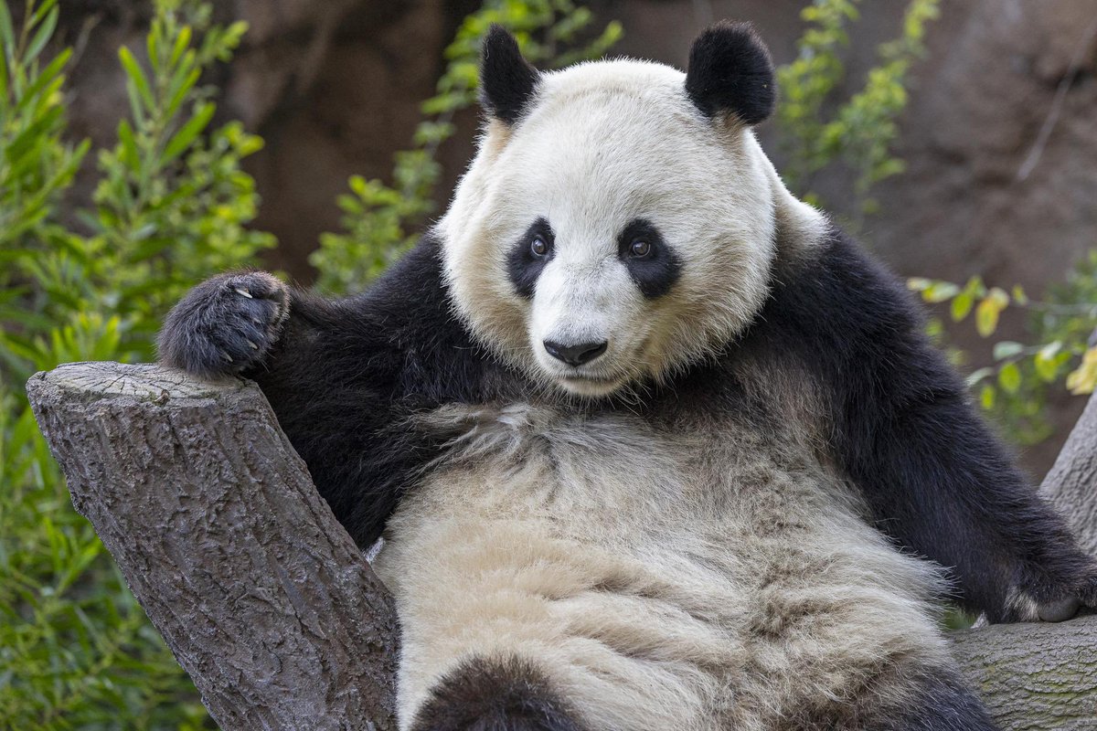 Mericancannon's tweet photo. BREAKING FROM CHINA🚨

Meng Meng (萌萌) a popular panda in Beijing 🇨🇳 Zoo is pregnant! https://t.co/9xB6mdhUe9