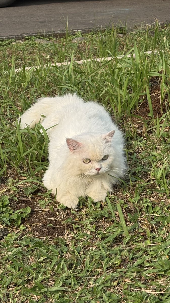 byrob10x's tweet photo. lucu amay ulet bulu https://t.co/hKhnwkjWOA
