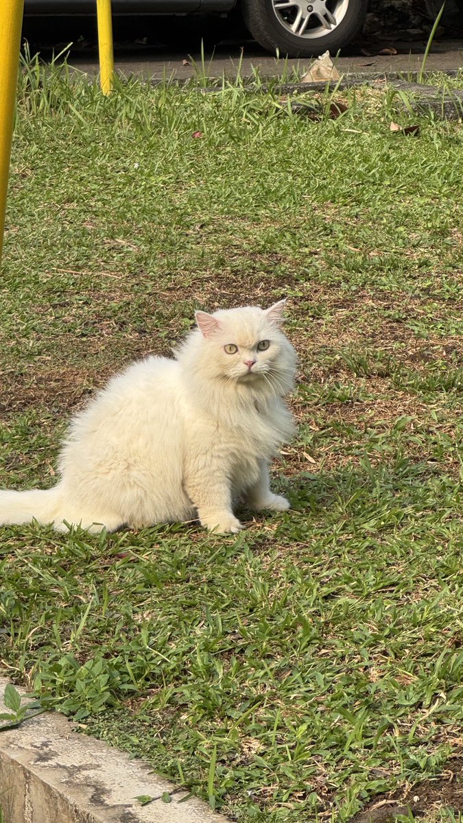 byrob10x's tweet photo. lucu amay ulet bulu https://t.co/hKhnwkjWOA