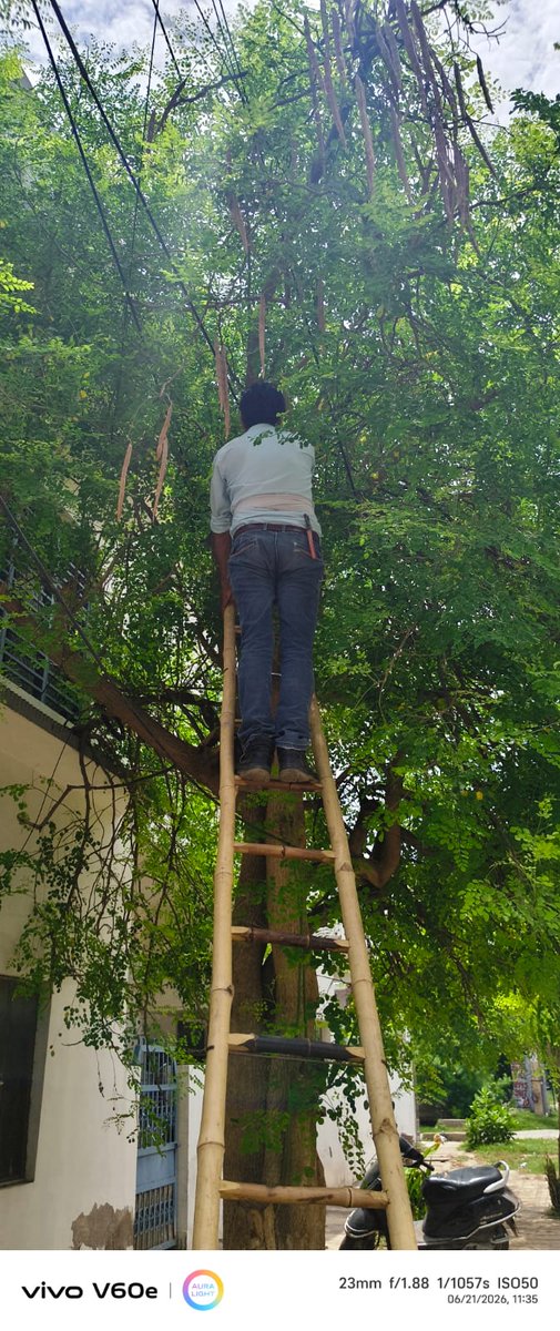 3311KV1's tweet photo. Tf मेंटेनेंस, साफ -सफाई एवं 11 kv लाइन पर आ रहे पेड़ो की छटाई का कार्य कराया जा रहा है |@aksharmaBharat @dvvnlmathura1 @UPPCLLKO @se_eudcmathura @MDDVVNL https://t.co/2przYsrIHs