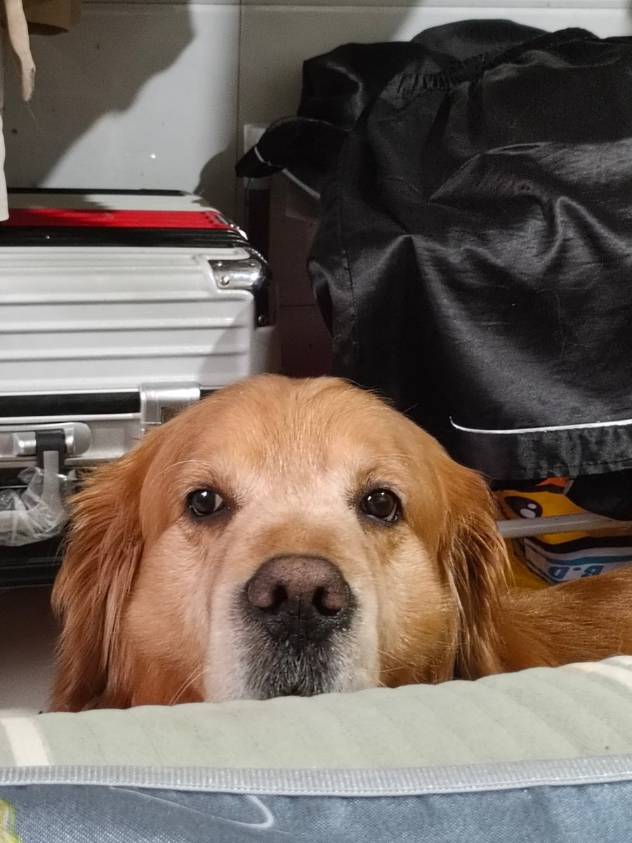 Samurkhan22's tweet photo. Nothing beats coming home to a wagging tail and a warm purr—my fur baby’s the best daily mood boost! https://t.co/zllE7ydMnh