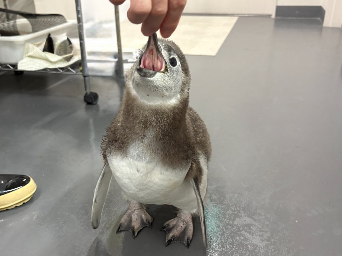 Sumida_Aquarium's tweet photo. ＼平日は毎日実施中／6月30日まで！
マゼランペンギンの赤ちゃん🐧のよるゴハンを公開😊
すくすく成長している赤ちゃんたちに、ぜひ会いに来てください✨

よるゴハン：19:15~19:25ごろ＠ペンギンアカデミー前    

※いきものの体調により、時間の変更や中止になる可能性がございます。 https://t.co/BL3z1KTsw4