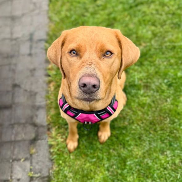 yolandaschultes's tweet photo. Zu Hause gesucht! 
Kopie Heimat für Pfoten
Labrador-Hündin Trixi (3) sucht ein neues Zuhause!
Trixi muss leider abgegeben werden, da ihr Halter verstorben ist. Derzeit lebt sie bei dessen Kindern, kann dort jedoch nicht dauerhaft bleiben.
Die 60 cm große und 32 kg schwere Labradorhündin ist freundlich, verschmust und verspielt. Bei unserer Einschätzung zeigte sie sich aufgeschlossen, aber auch stürmisch und distanzlos, u.a. durch mehrmaliges Anspringen. Aktuell lebt sie mit einem achtjährigen Kind zusammen und verhält sich Kindern gegenüber vorsichtiger, sodass ein Zuhause mit Kindern grundsätzlich möglich ist.
Mit anderen Hunden ist die intakte Hündin verträglich. An der Leine zieht sie stark zu Artgenossen und anderen Reizen wie Fahrrädern. Generell besteht bei Trixi noch Trainingsbedarf: Leinenführigkeit und Orientierung müssen aufgebaut werden, Grundkommandos werden nicht zuverlässig ausgeführt. Sie ist jedoch sehr futtermotiviert, lernwillig und möchte gefallen.
Auch an ihrem Ruheverhalten im Haus sollte noch gearbeitet werden. Alleinbleiben soll laut Familie kein Problem sein, bellfreudig ist sie nicht.
Nach Angaben der Halter zeigt Trixi Jagdverhalten. Wie stark dieses tatsächlich ausgeprägt ist, lässt sich schwer beurteilen, da bislang wenig an grundlegenden Themen wie Orientierung und Rückruf gearbeitet wurde. Vorsichtshalber sollte sie nicht zu Katzen vermittelt werden.
Für Trixi suchen wir eine neue Familie, die sich bewusst ist, dass bei der jungen Hündin noch einiges an Erziehungs- und Trainingsarbeit ansteht. Wir wünschen uns sehr, dass sie nicht mehr nur „mitläuft“, sondern in ihrer Förderung und Auslastung die Aufmerksamkeit bekommt, die sie verdient.
Aufgrund ihres freundlichen Wesens können wir uns grundsätzlich auch eine Vermittlung an motivierte Anfänger vorstellen. Diese sollten jedoch körperlich in der Lage sein, einen 32 kg schweren Hund zu führen, der bisher keine Leinenführigkeit erlernt hat.
Trixi kann in 01983 Großräschen besucht werden.
Wenn ihr sie kennenlernen möchtet, füllt bitte vorab die Selbstauskunft auf unserer Website aus: https://t.co/XLsxLZU8NO (Adoptionsanfragen in den Kommentaren, per Nachricht oder E-Mail werden nicht berücksichtigt)
Hinweis: Als champagner-farbener Labrador ist Trixi Träger des Dilute Gens, welches auch gesundheitliche Risiken darstellt. Aktuell zeigt sie keine Auffälligkeiten, allerdings steht die Genmutation in Zusammenhang mit der Krankheit CDA, welche u.a. zu Fellverlust, Hautproblemen sowie Leber- und Nierenproblemen führen kann.
Umstritten ist zudem, ob das Dilute Gen natürlich im Labrador vorkommen kann oder durch Einpaarung anderer Rassen, insbesondere des Weimaraners, entsteht.
Heimat für Pfoten ist ein Projekt für Inlandstierschutz des gemeinnützigen Tierschutzvereins Lichtblick für Pfoten in Not e.V. und hilft Hunden in Deutschland, die ihr Zuhause verlieren.