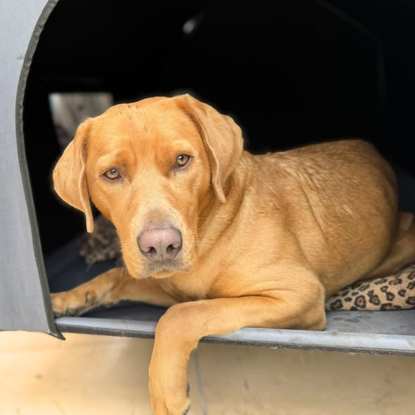 yolandaschultes's tweet photo. Zu Hause gesucht! 
Kopie Heimat für Pfoten
Labrador-Hündin Trixi (3) sucht ein neues Zuhause!
Trixi muss leider abgegeben werden, da ihr Halter verstorben ist. Derzeit lebt sie bei dessen Kindern, kann dort jedoch nicht dauerhaft bleiben.
Die 60 cm große und 32 kg schwere Labradorhündin ist freundlich, verschmust und verspielt. Bei unserer Einschätzung zeigte sie sich aufgeschlossen, aber auch stürmisch und distanzlos, u.a. durch mehrmaliges Anspringen. Aktuell lebt sie mit einem achtjährigen Kind zusammen und verhält sich Kindern gegenüber vorsichtiger, sodass ein Zuhause mit Kindern grundsätzlich möglich ist.
Mit anderen Hunden ist die intakte Hündin verträglich. An der Leine zieht sie stark zu Artgenossen und anderen Reizen wie Fahrrädern. Generell besteht bei Trixi noch Trainingsbedarf: Leinenführigkeit und Orientierung müssen aufgebaut werden, Grundkommandos werden nicht zuverlässig ausgeführt. Sie ist jedoch sehr futtermotiviert, lernwillig und möchte gefallen.
Auch an ihrem Ruheverhalten im Haus sollte noch gearbeitet werden. Alleinbleiben soll laut Familie kein Problem sein, bellfreudig ist sie nicht.
Nach Angaben der Halter zeigt Trixi Jagdverhalten. Wie stark dieses tatsächlich ausgeprägt ist, lässt sich schwer beurteilen, da bislang wenig an grundlegenden Themen wie Orientierung und Rückruf gearbeitet wurde. Vorsichtshalber sollte sie nicht zu Katzen vermittelt werden.
Für Trixi suchen wir eine neue Familie, die sich bewusst ist, dass bei der jungen Hündin noch einiges an Erziehungs- und Trainingsarbeit ansteht. Wir wünschen uns sehr, dass sie nicht mehr nur „mitläuft“, sondern in ihrer Förderung und Auslastung die Aufmerksamkeit bekommt, die sie verdient.
Aufgrund ihres freundlichen Wesens können wir uns grundsätzlich auch eine Vermittlung an motivierte Anfänger vorstellen. Diese sollten jedoch körperlich in der Lage sein, einen 32 kg schweren Hund zu führen, der bisher keine Leinenführigkeit erlernt hat.
Trixi kann in 01983 Großräschen besucht werden.
Wenn ihr sie kennenlernen möchtet, füllt bitte vorab die Selbstauskunft auf unserer Website aus: https://t.co/XLsxLZU8NO (Adoptionsanfragen in den Kommentaren, per Nachricht oder E-Mail werden nicht berücksichtigt)
Hinweis: Als champagner-farbener Labrador ist Trixi Träger des Dilute Gens, welches auch gesundheitliche Risiken darstellt. Aktuell zeigt sie keine Auffälligkeiten, allerdings steht die Genmutation in Zusammenhang mit der Krankheit CDA, welche u.a. zu Fellverlust, Hautproblemen sowie Leber- und Nierenproblemen führen kann.
Umstritten ist zudem, ob das Dilute Gen natürlich im Labrador vorkommen kann oder durch Einpaarung anderer Rassen, insbesondere des Weimaraners, entsteht.
Heimat für Pfoten ist ein Projekt für Inlandstierschutz des gemeinnützigen Tierschutzvereins Lichtblick für Pfoten in Not e.V. und hilft Hunden in Deutschland, die ihr Zuhause verlieren.